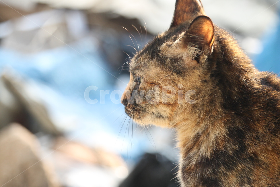 길고양이,고양이,길냥이,외로움,휴식,묘생,냥이,묘,길거리,고양이들,동물,animal,고양이,cat,kitten,kitty