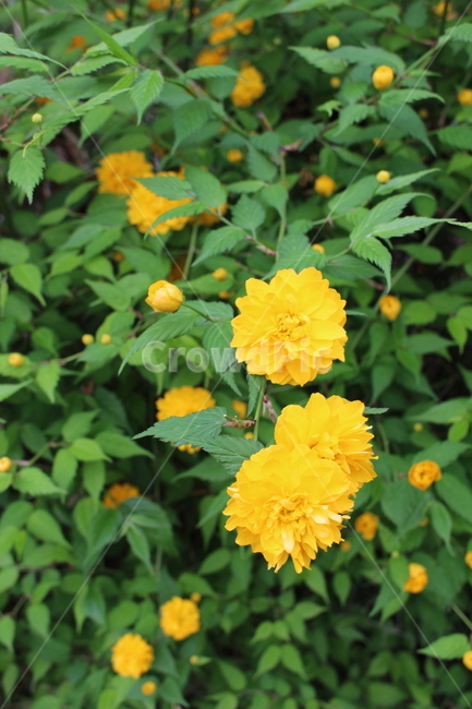 꽃,자연,죽단화,노랑,야생화,야생,황매화,겹황매화,봄,봄꽃,식물,자연,plants,nature,꽃,flower