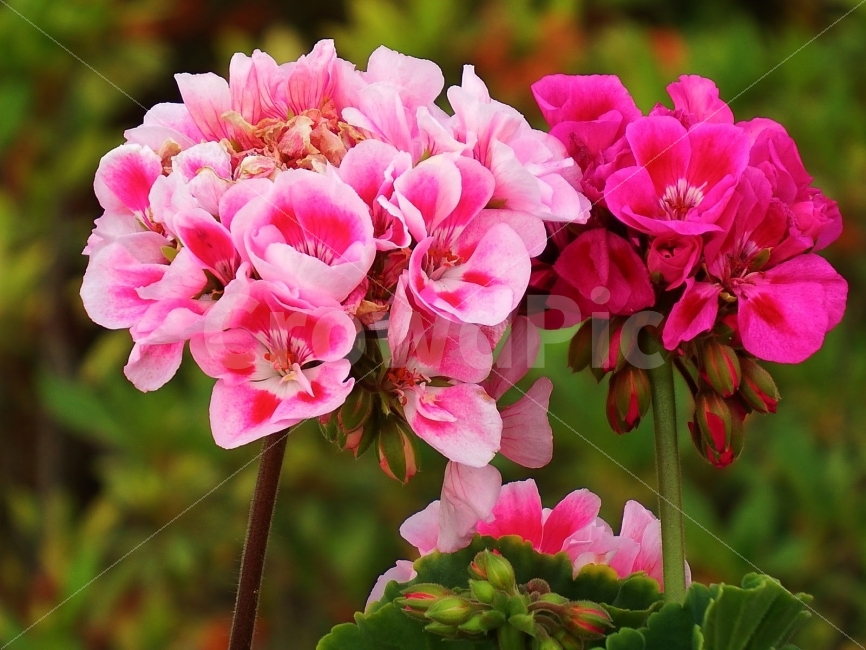 꽃,화초,자연,식물,생명,식물,자연,plants,nature,꽃,flower