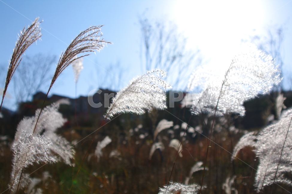 가을,가을풍경,초겨울,풍경,plant,식물,grass,lawn,잔디,reed,갈대