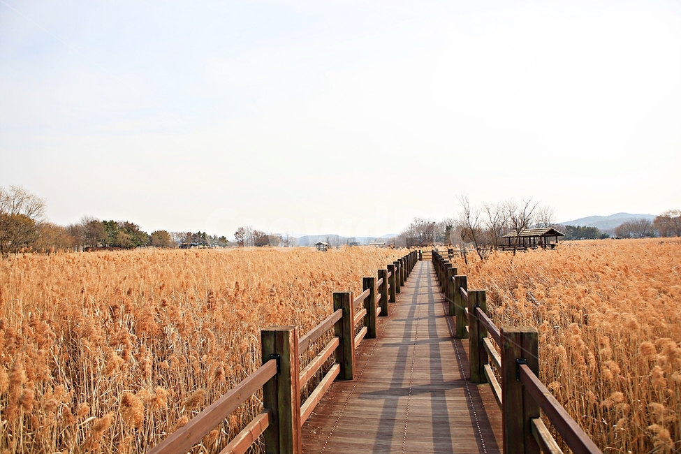 갈대,식물,자연,풍경,배경,하늘vndrhkd,가을,계절,fall,autumn,season,자연,풍경,nature,landscape,boardwalk,산책로,building,건물,bridge,다리,railing,난간