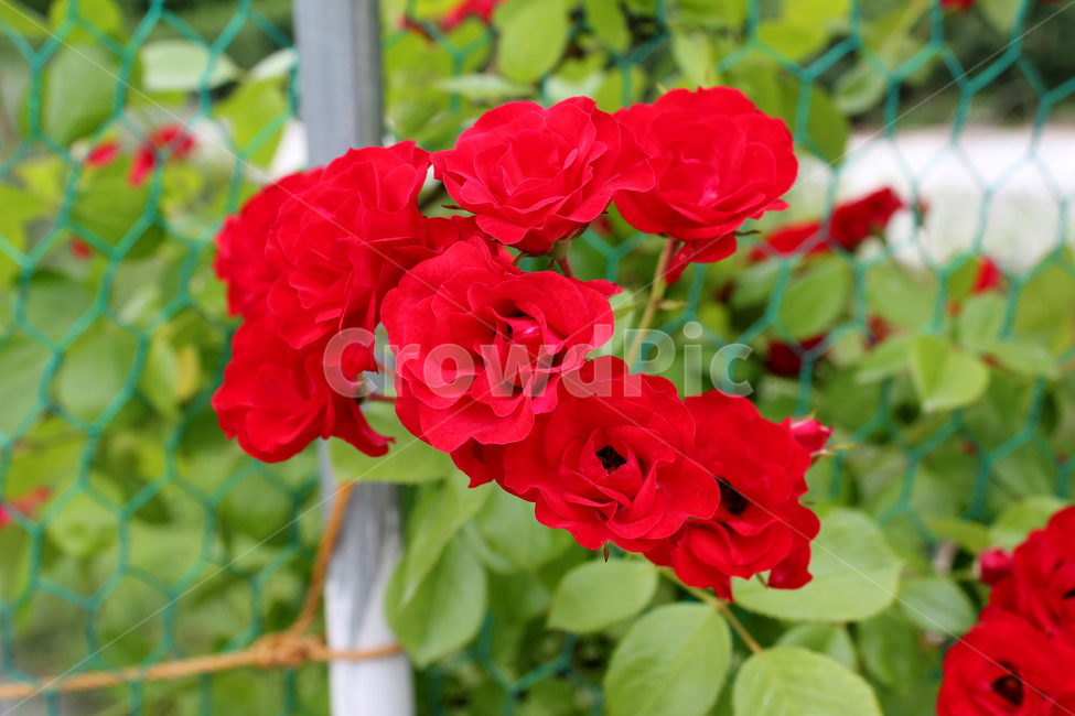 장미,장미꽃,빨간장미,빨강,red,rose,사랑,로맨스,장미넝쿨,love,식물,정원,야외,봄,한국,5월,자연,bush,day,fresh,green,spring,plant,그린,녹색,꽃봉우리,식물,자연,plants,nature,꽃,flower