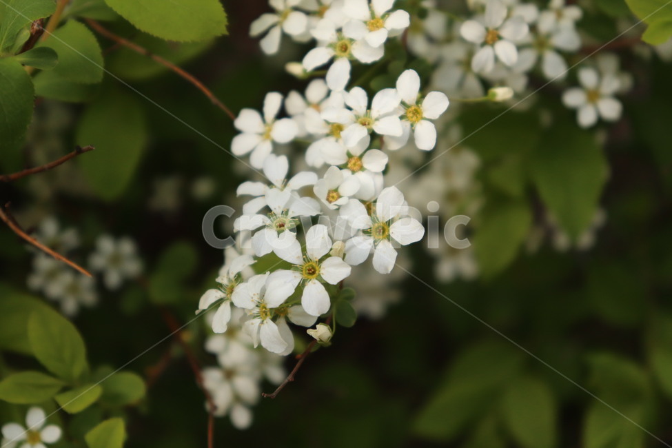 꽃,흰꽃,봄,맑은,계절,flower,spring,white,warm,산뜻한,예쁜,봄꽃