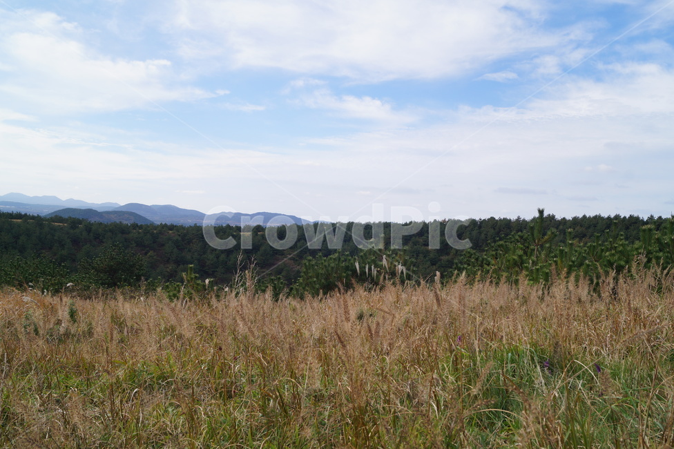 제주도,자연,제주오름,제주도오름,nature,field,들,목초지,들판,풍경