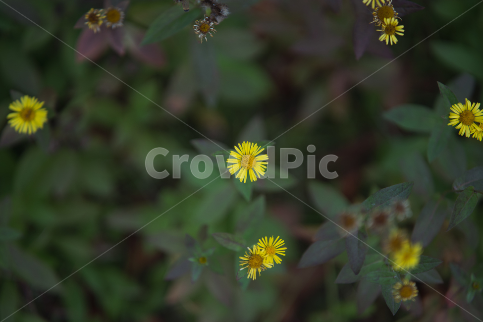flowers,plant,botanical,꽃,식물,식물,자연,plants,nature,꽃,flower