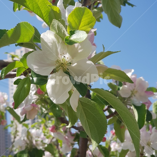 plant,식물,정원,하얀꽃,꽃,flower,사과꽃,사과