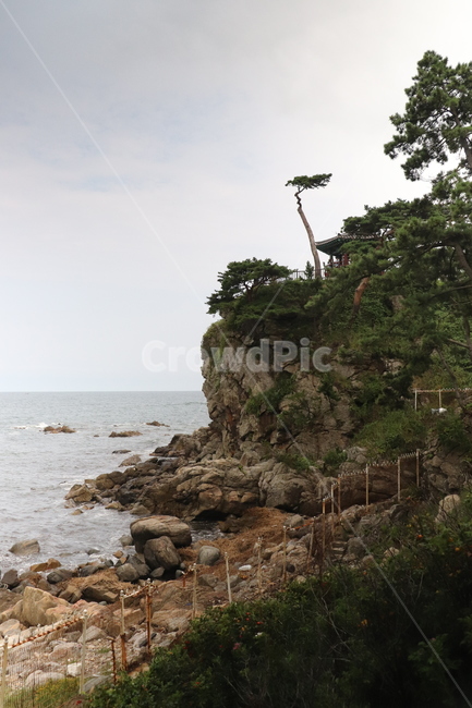 자연,소나무,절벽,바다,하늘,풍경,구름,풀,나무,바탕화면,배경화면,plant,nature,제주도,jeju,tree,cliff,sea