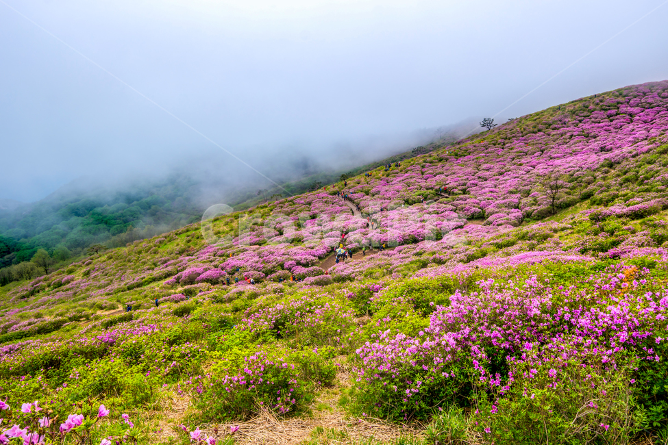 황매산,철죽,꽃,봄,산,합천군,풍경,봄,계절,spring,season,자연,풍경,nature,landscape,outdoors,옥외,grassland,목초지,field,들