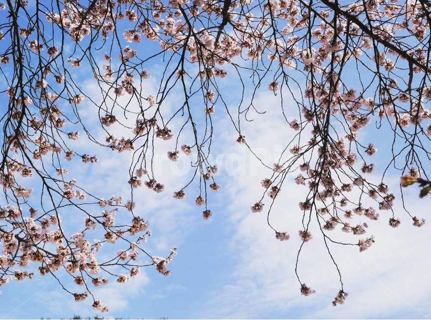 하늘벚꽃,봄꽃,벚꽃날리다,공원,봄,봄,계절,spring,season,plant,식물,blossom,꽃,cherry blossom,벚꽃,flower