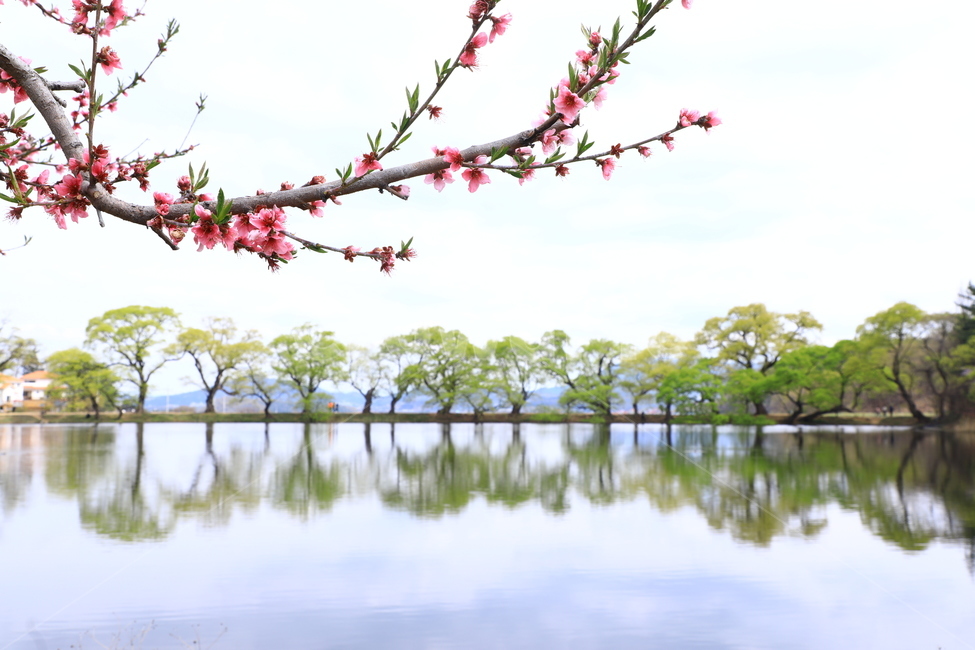 반영,관곡지,풍경,봄,자연,자연,풍경,nature,landscape,한국자연풍경,한국자연경관,korea nature landscape,plant,식물