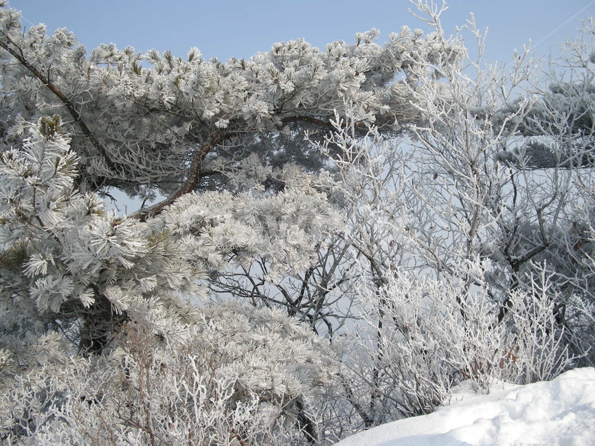 눈꽃,설화,나무,폭설,산,가지,등산,아침,눈,겨울,겨울,계절,winter,season,자연,풍경,nature,landscape,plant,식물