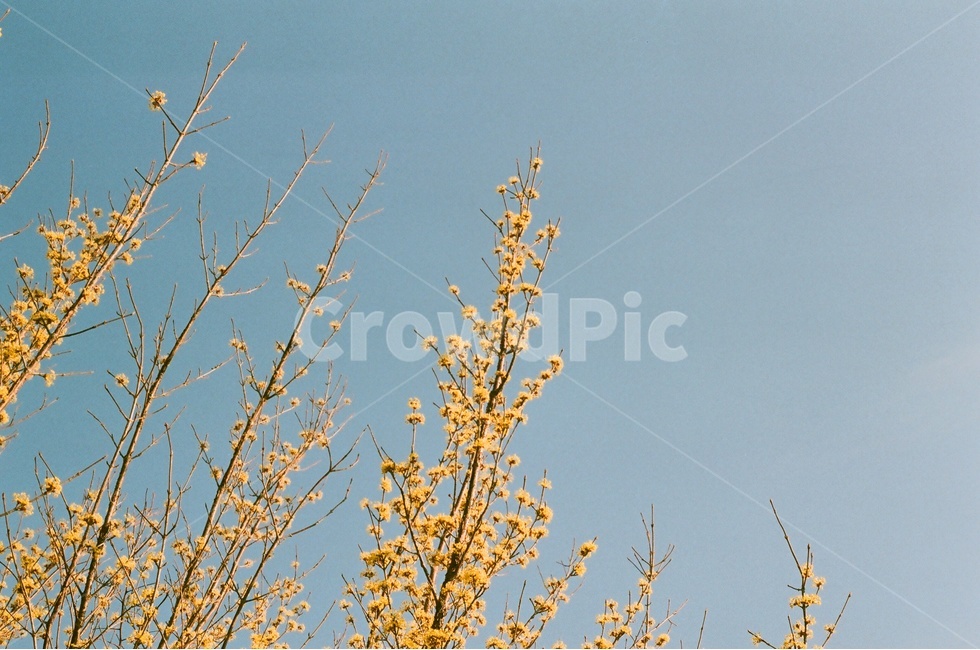 산수유,꽃,하늘,필름카메라,감성,필카,봄,나무,자연,풍경,spring,flower,봄,계절,spring,season,식물,자연,plants,nature,꽃,flower,감성,sensible,feeling