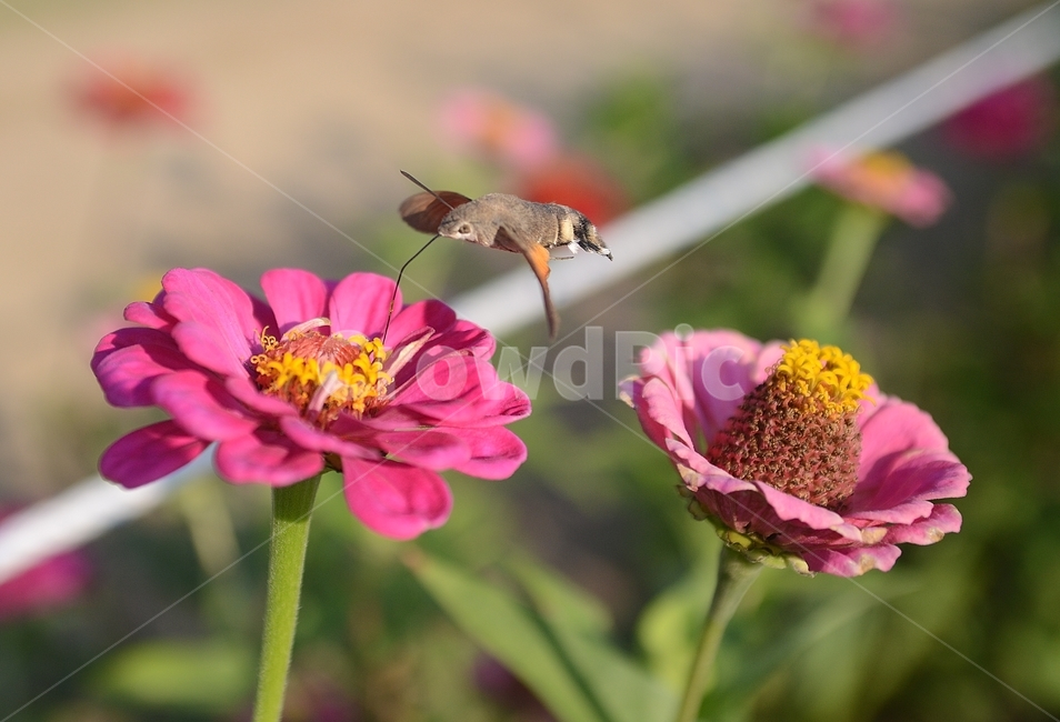 백일홍,꽃,가을,박각시나방,나방,비행,호버링,접사,곤충,flower,flying,closeup,autumn,insects,식물,자연,plants,nature,꽃,flower,동물,animal,곤충,벌레,insect,bug