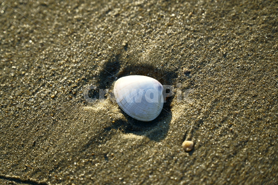 감성,바닷가,조개,확대,어패류,모래사장,sea,sensitive