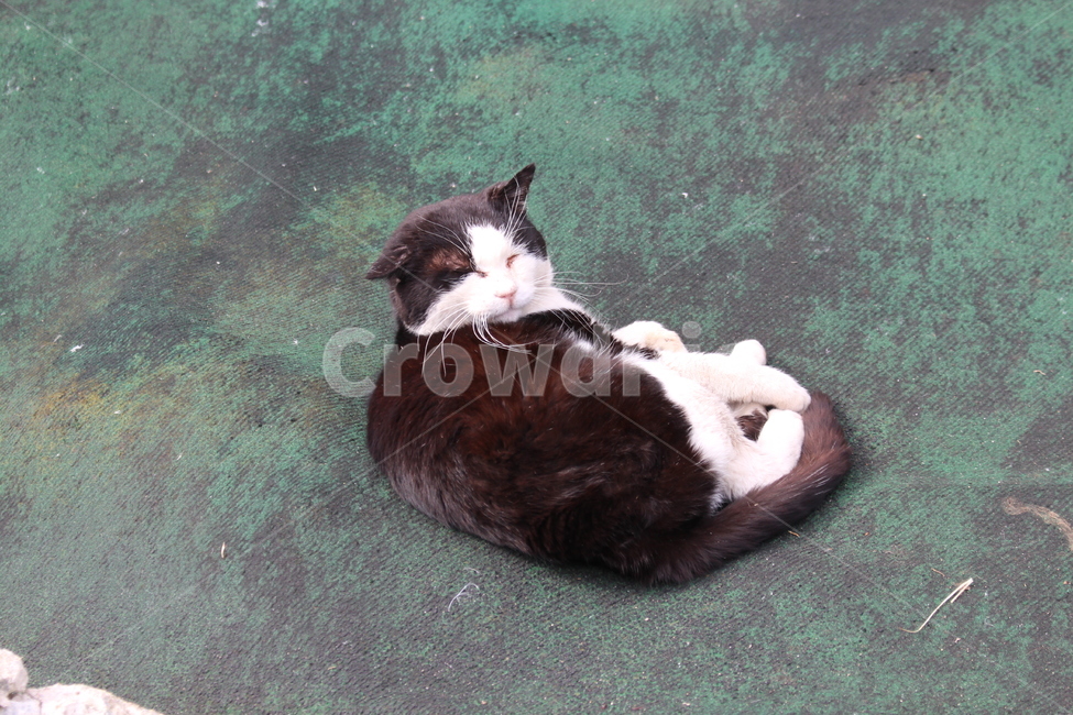 고양이섬,아이노시마,고양이,길냥이,cat,straycat,동물,동물,animal,포유류,mammal,고양이,cat,kitten,kitty