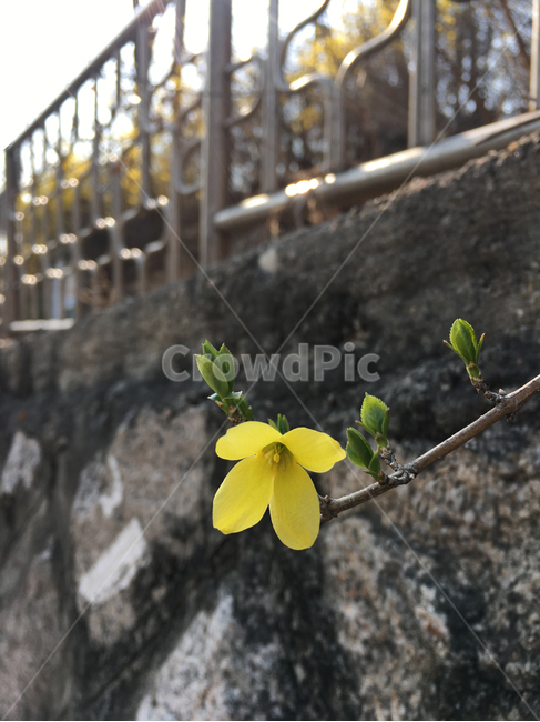 개나리,봄,봄의시작,시작,담장,벽,노란색,노랑,spring,plant,식물