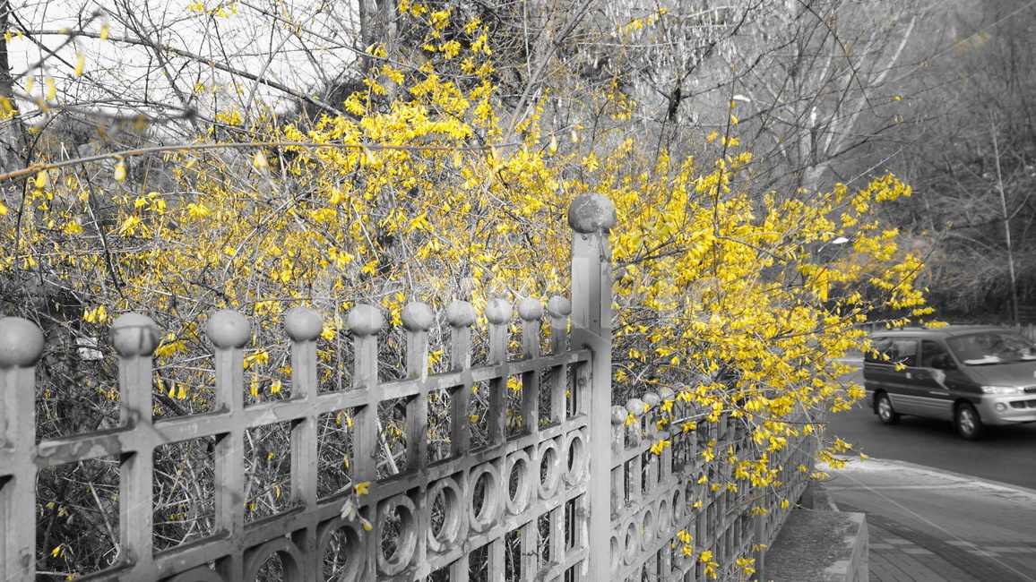 개나리,노랑,나무,식물,감성사진,봄,꽃,봄꽃,입춘,식물,자연,plants,nature,꽃,flower