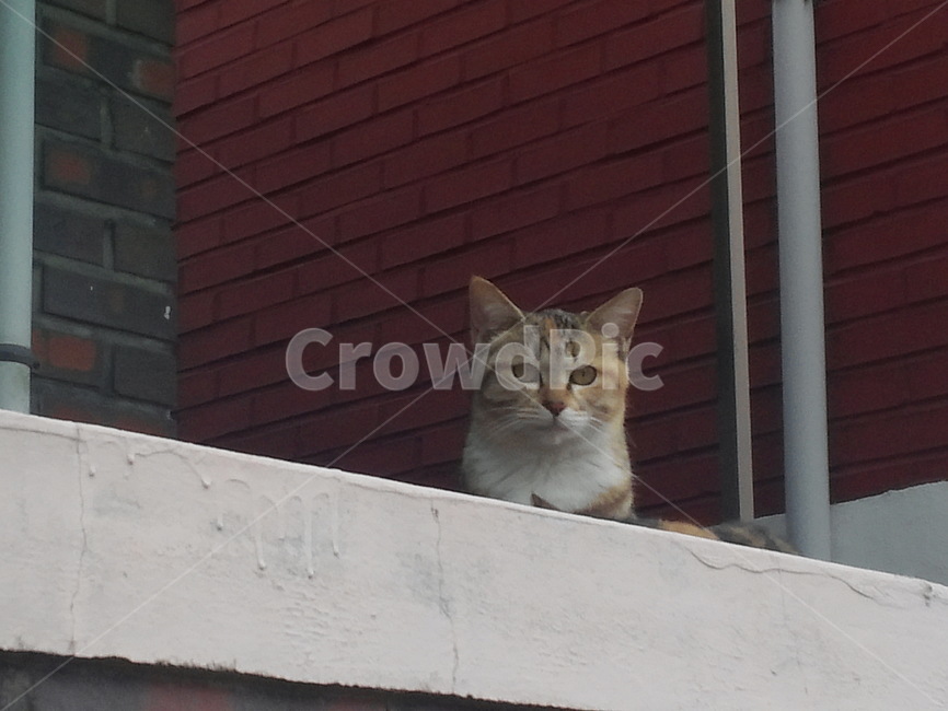 고양이,가족,새끼,갈색고양이,사냥,길고양이,호기심,형제,자매,동물,animal,포유류,mammal,고양이,cat,kitten,kitty
