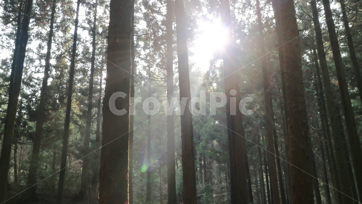 제주도,제주,사려니숲길,숲,숲길,돌탑,나무,jeju,forest,stupa,stone,rock,tree,sunshine