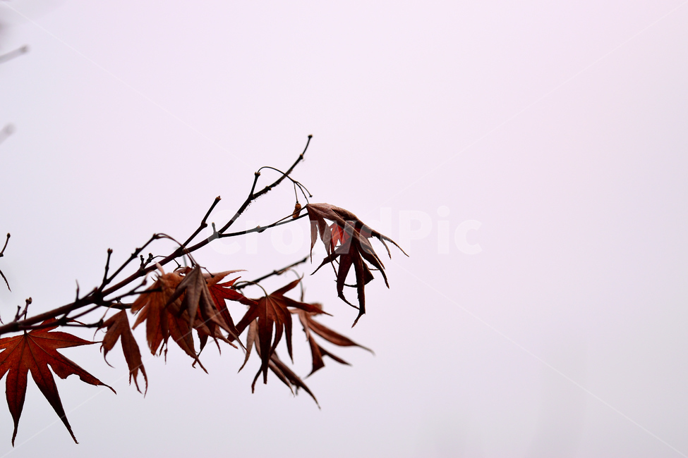 단풍,낙엽,분위기,감성,붉은,가을,가을,계절,fall,autumn,season,식물,자연,plants,nature,plant,leaf,잎