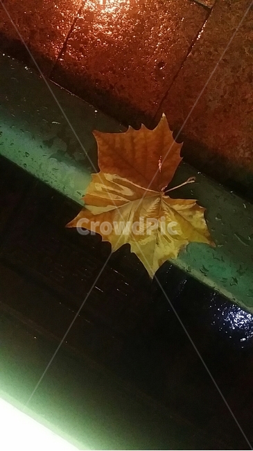 낙엽,비,maple,rain,젖은,wet