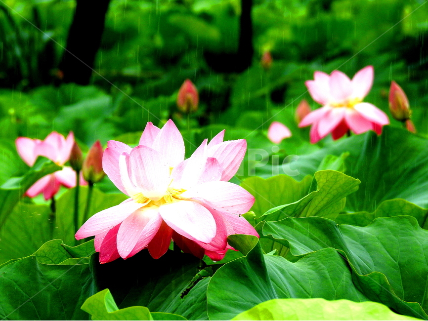 식물,꽃,연꽃,lotus,plant,식물,자연,plants,nature,꽃,flower,비,비오는날,rain,rainy