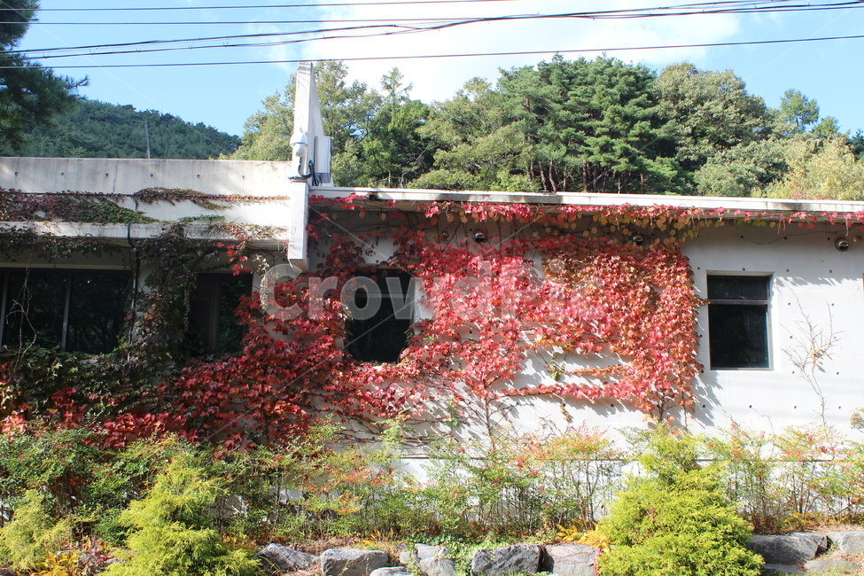 담쟁이,건물,식물,plant,외벽