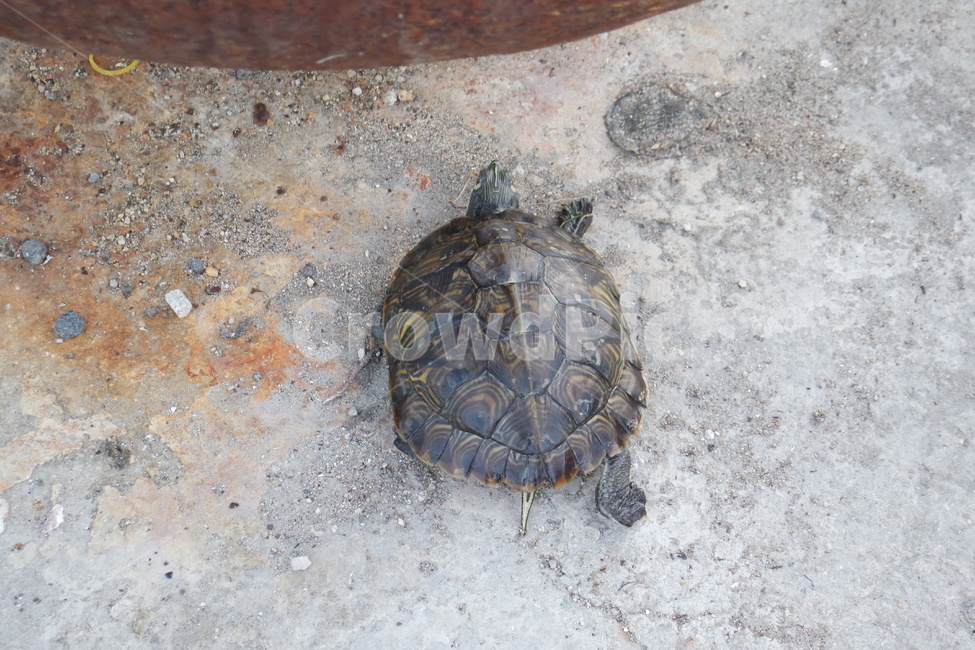 거북이,민물거북이,옐로우벨리터,tortoise,turtle,남생이,동물,animal,파충류,양서류,reptile,amphibian