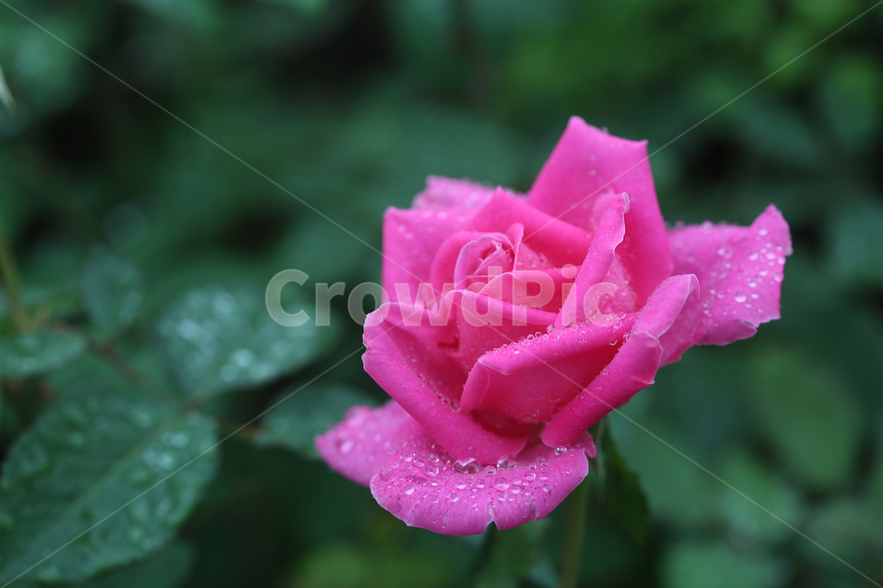 빗방울,물방울,raindrop,waterdrop,장미,꽃,rose,flower,식물,자연,plants,nature,꽃,flower