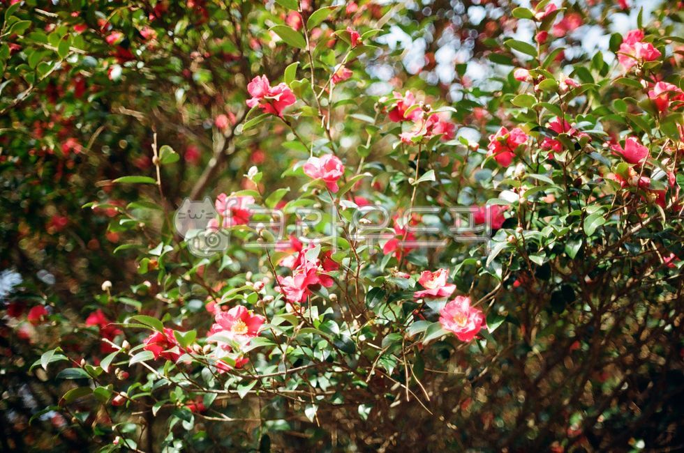 camelia,film photography,blossom,plant,camellia flower,flower