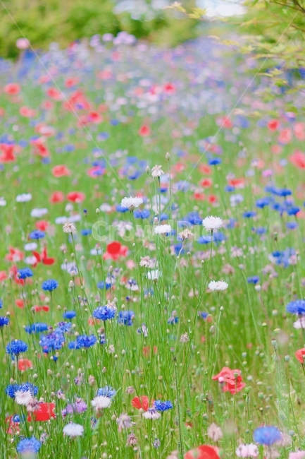 꽃,파랑색꽃,빨간색꽃,하얀색꽃,아웃포커싱,식물,자연,plants,nature,꽃,flower