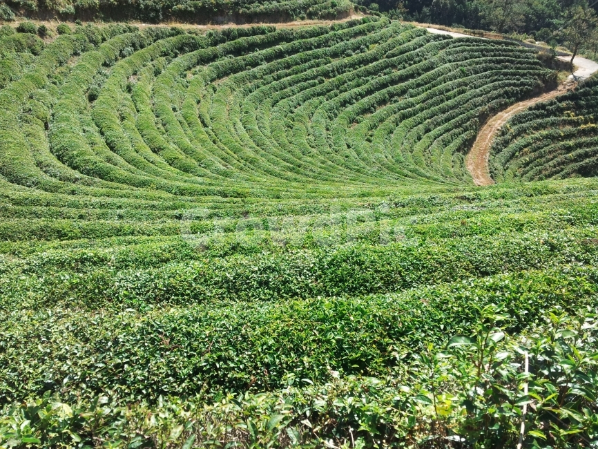 남해,여행,녹차밭,관광지,휴가,여름,자연,풍경,nature,landscape,한국자연풍경,한국자연경관,korea nature landscape,field,들