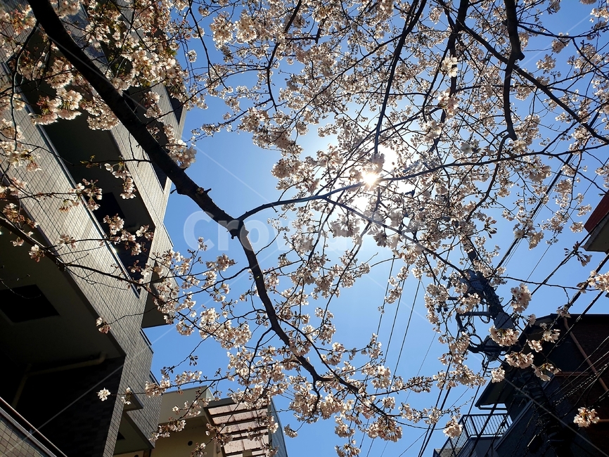 plant,식물,꽃,flower,봄,spring,개화,자연,낮,햇빛