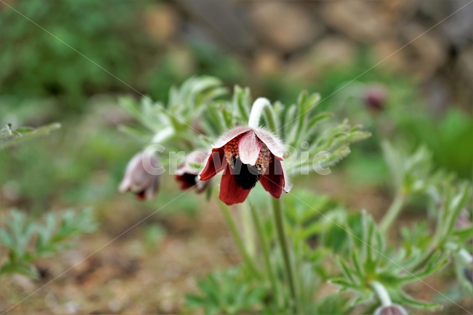 할미꽃,솜털,봄,봄꽃,자연,식물,꽃,plant,암술,수술,Pulsatillakoreana,한국특산,백두옹,독초,강장제,화왕계,여러해살이풀,미나리아재비과,쌍떡잎식물,흰털,할머니머리카락,흰머리,노인,꼬부랑,한방약재,할머니