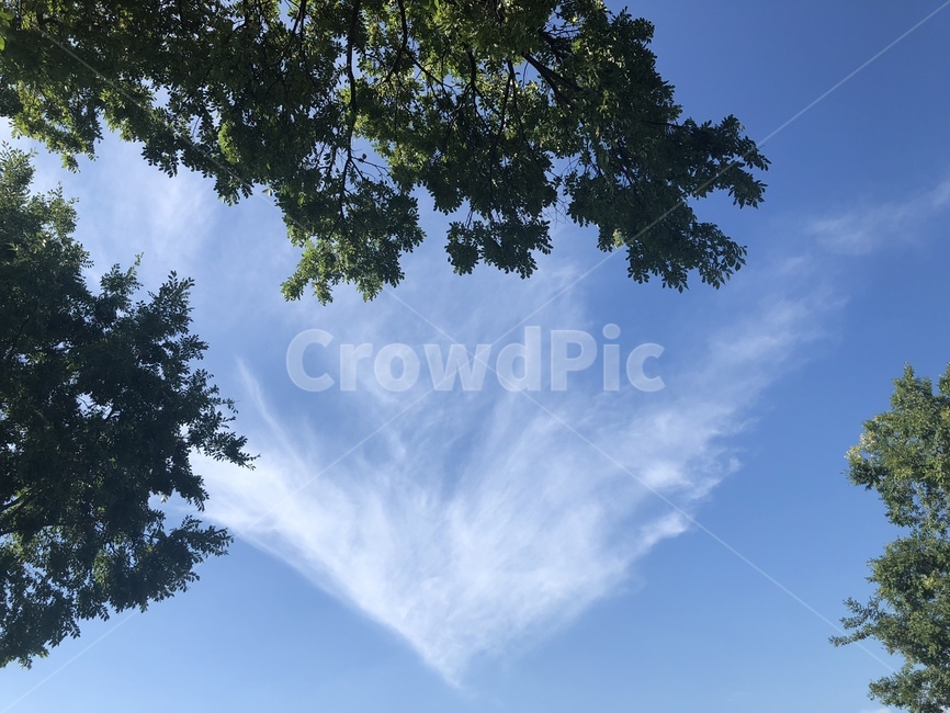 하늘,날씨,나무,구름,식물,plant,tree,sky,weather,nature,자연,outdoors,자연,풍경,nature,landscape