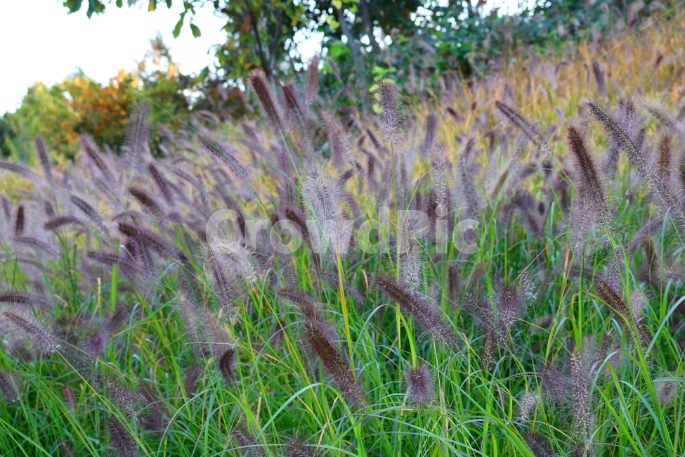 수크령,길갱이,랑미초,식물,벼과,벼과식물,자연,식물,자연,plants,nature