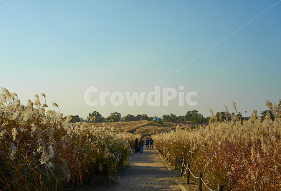 하늘공원,억새,노을,저녁,하늘,사람,길,흙길,가을,계절,fall,autumn,season,자연,풍경,nature,landscape