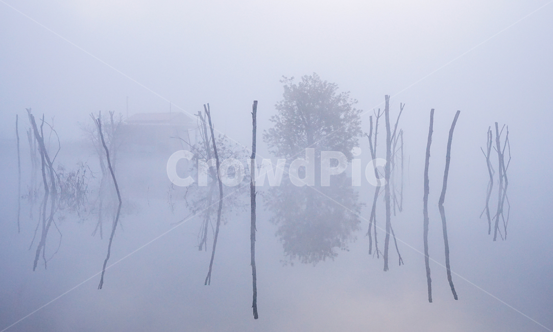 호수,안개,저수지,나무,물안개,식물,자연,풍경,여명,새벽,자연,풍경,nature,landscape,weather,날씨,outdoors,옥외