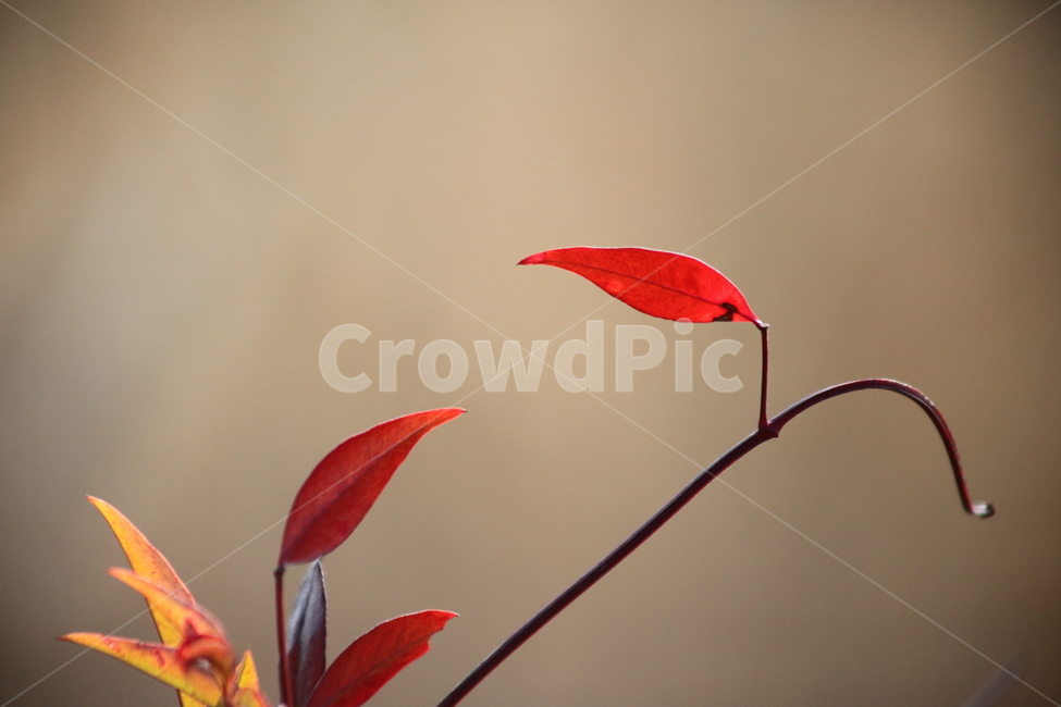 plant,식물,leaf,잎,단풍,남천,nandina,가을,계절,fall,autumn,season