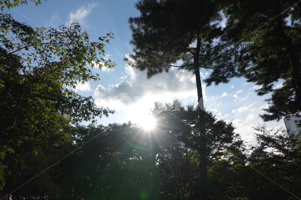 가을하늘,푸른하늘,푸른잎,자연,풍경,sky,tree,green,nature,자연,풍경,nature,landscape,flare,플레어,light,빛