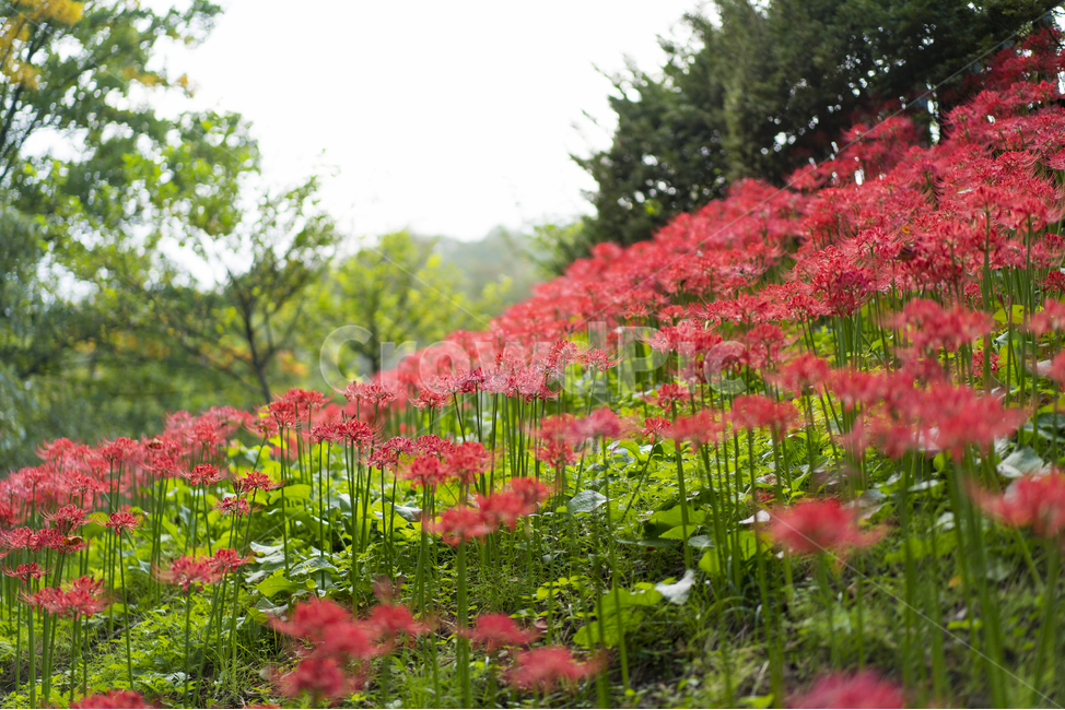 산야초,꽃무릇,꽃,빨강,매크로,식물,자연,plants,nature,꽃,flower