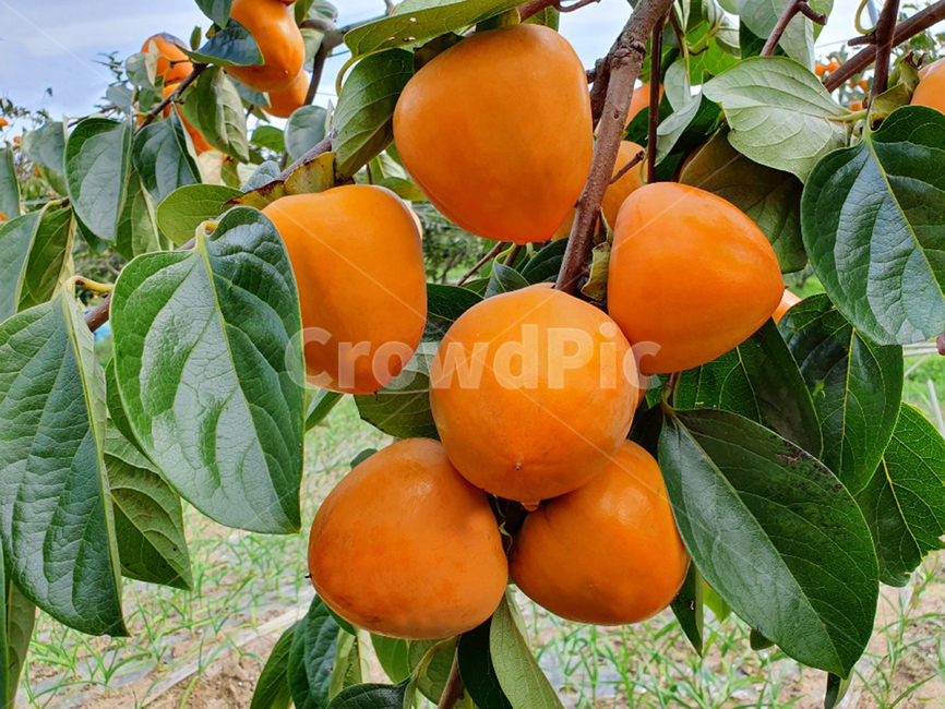 감,대봉,과일,주황색,대봉나무,감나무,과일,열매,fruit