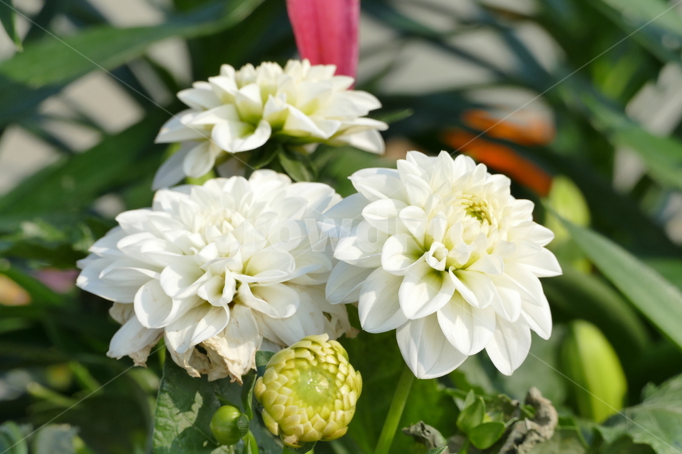 다알리아,다알리아꽃,야생화,하얀꽃,식물,꽃송이,달리아,식물,자연,plants,nature,꽃,flower