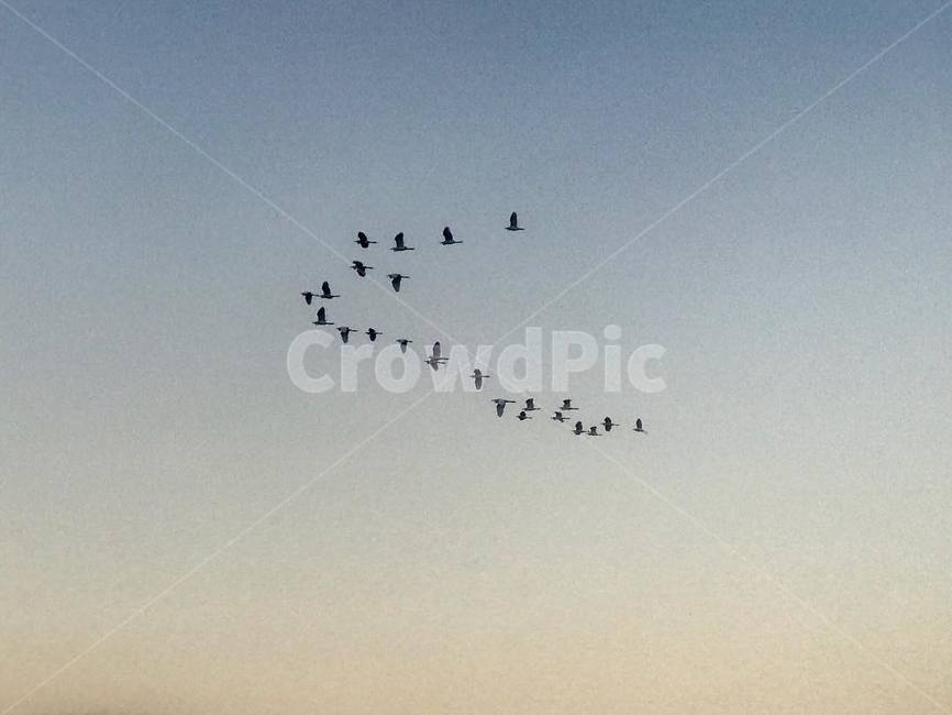 하늘,철새,sky,bird,노을,저녁