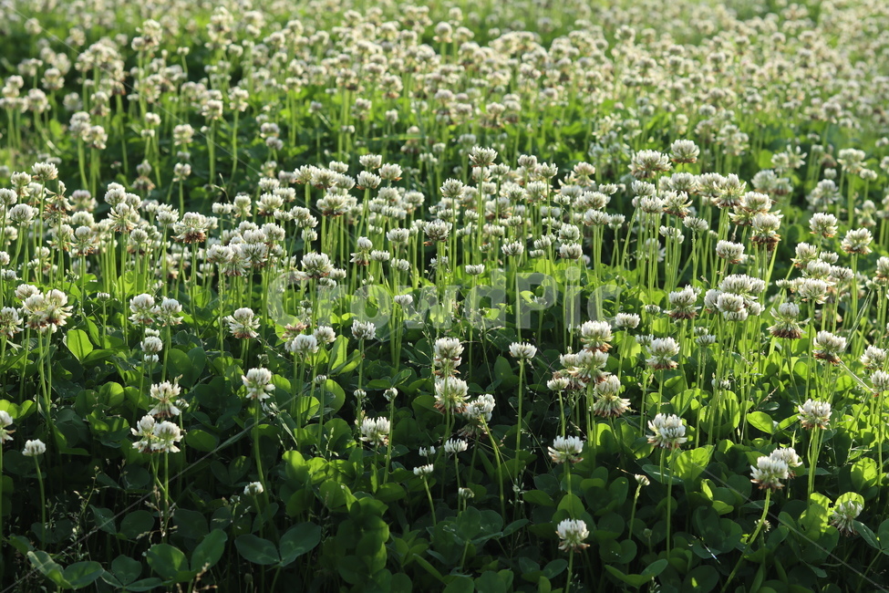 토끼풀,초록,흰색,풍경,봄,햇빛,식물,자연,plants,nature,꽃,flower