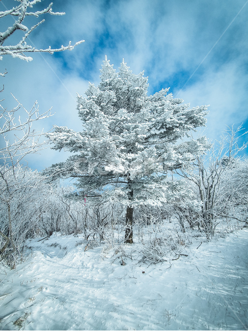 자연,나무,겨울,겨울나무,태백산,눈,설경,tree,winter,wintertree,snow