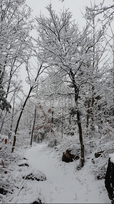 눈,눈오는날,눈길,눈내린산,눈꽃,설경,겨울,계절,winter,season,자연,풍경,nature,landscape,outdoors,옥외,snow