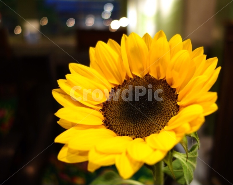 plant,식물,flower,blossom,꽃,카페,베트남,해바라기,노란색,꽃,flower
