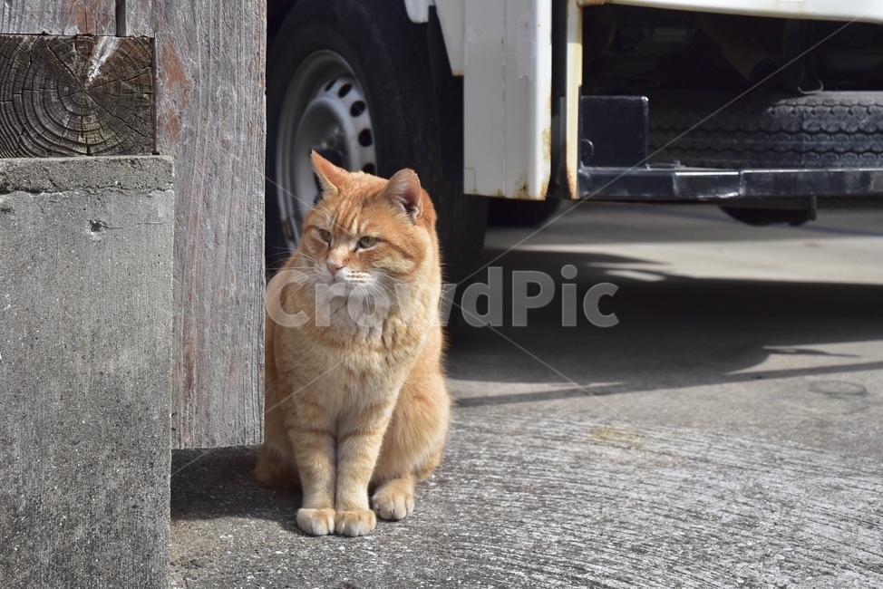 길고양이,길,거리,길거리,고양이,동물,animal,포유류,mammal,고양이,cat,kitten,kitty