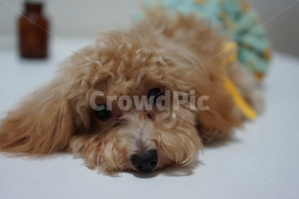 반려견,강아지,개,애완동물,졸린개,졸린강아지,dog,puppy,animal